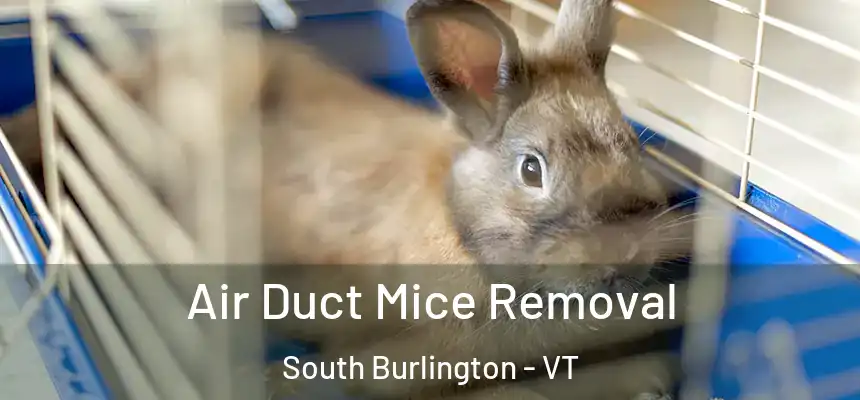  Air Duct Mice Removal South Burlington - VT